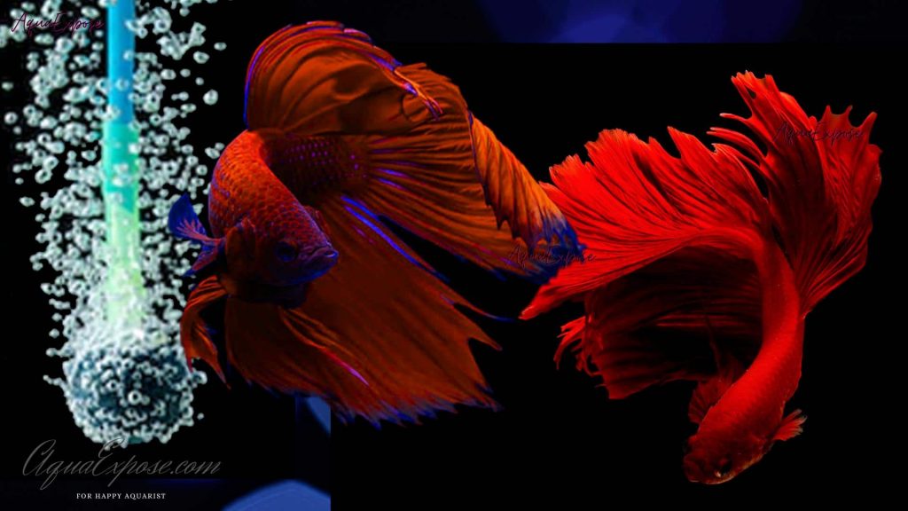 Do Betta Fish Need A Filter And Heater