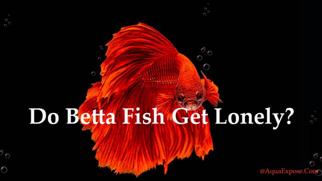 Do Betta Fish Get Lonely