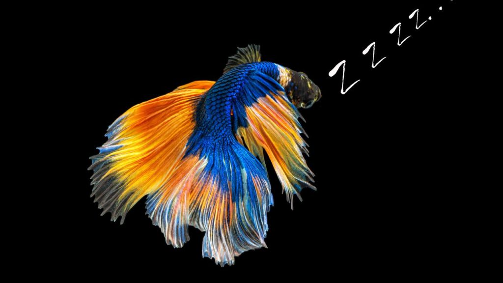 Do betta fish sleep