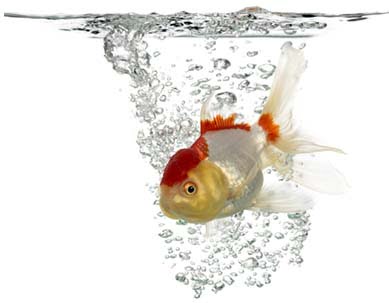 Increasing Oxygen Levels In The Aquarium