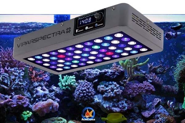 Best LED Lighting For Reef Tanks