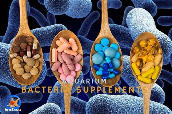 The Best Aquarium Bacteria Supplements