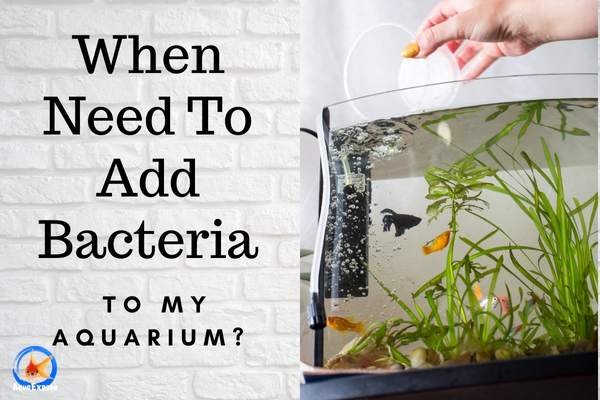 When Should I Add Bacteria To My Aquarium