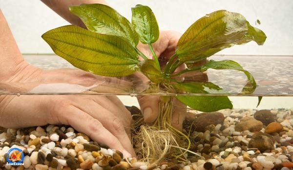 Add Plants to planted aquarium