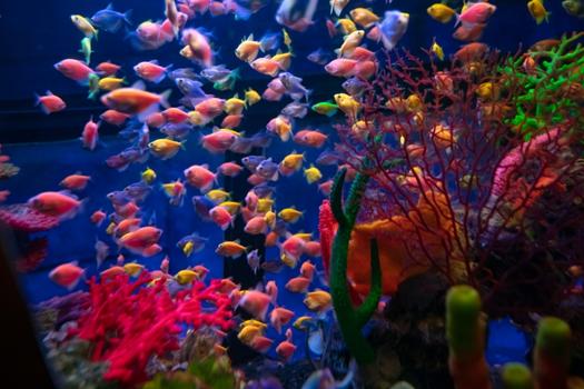 Mental Health Benefits of Keeping Colorful fish! - AquaExpose