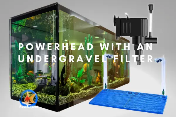 Boost The Filtration with A Powerhead to Your Undergravel Filter?